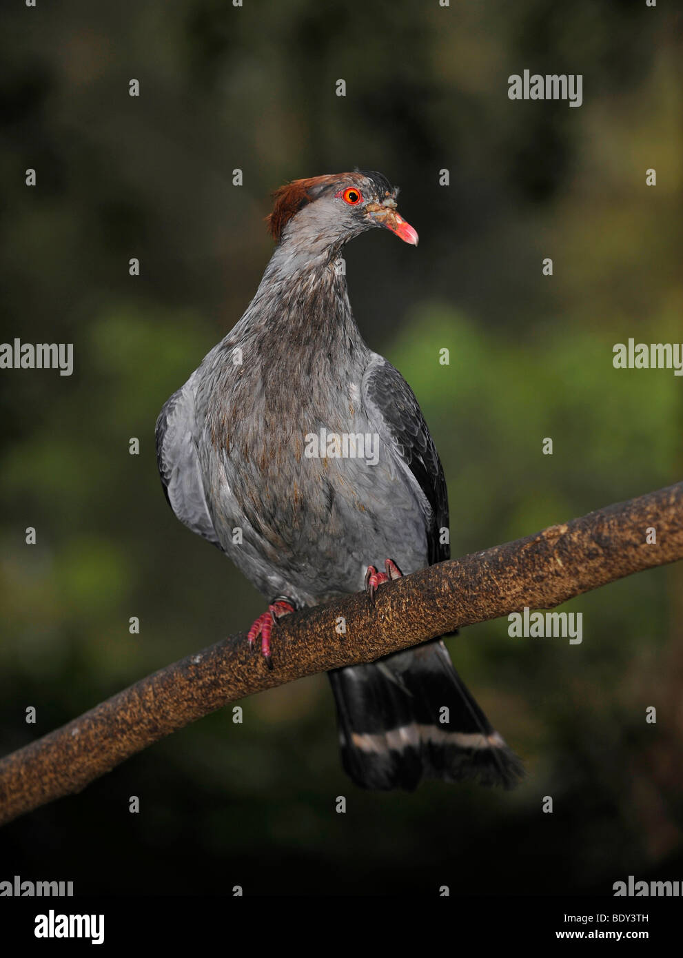 nikobartaube-hi-res-stock-photography-and-images-alamy