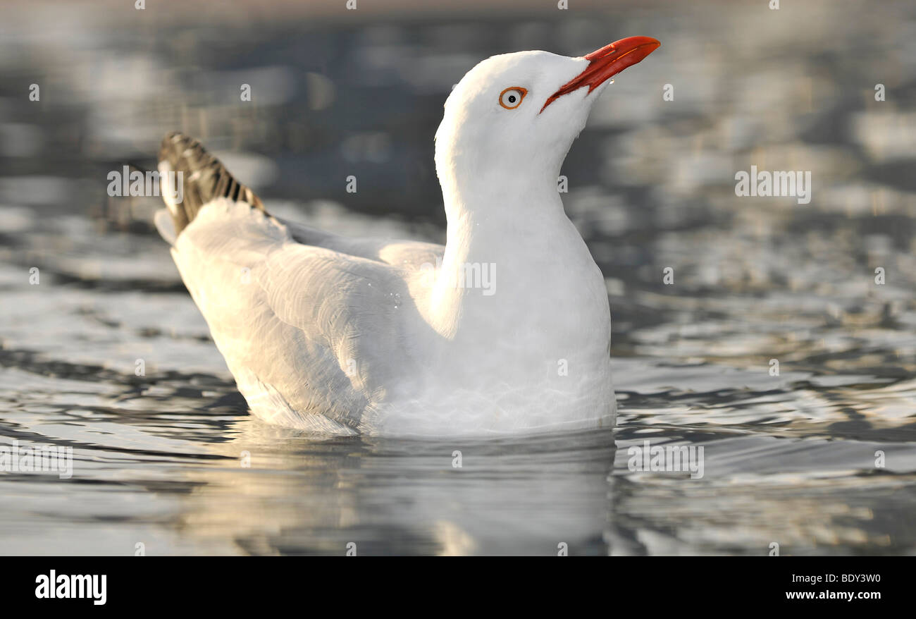 Silver Gull, also Seagull (Chroicocephalus novaehollandiae), New South Wales, Australia Stock Photo