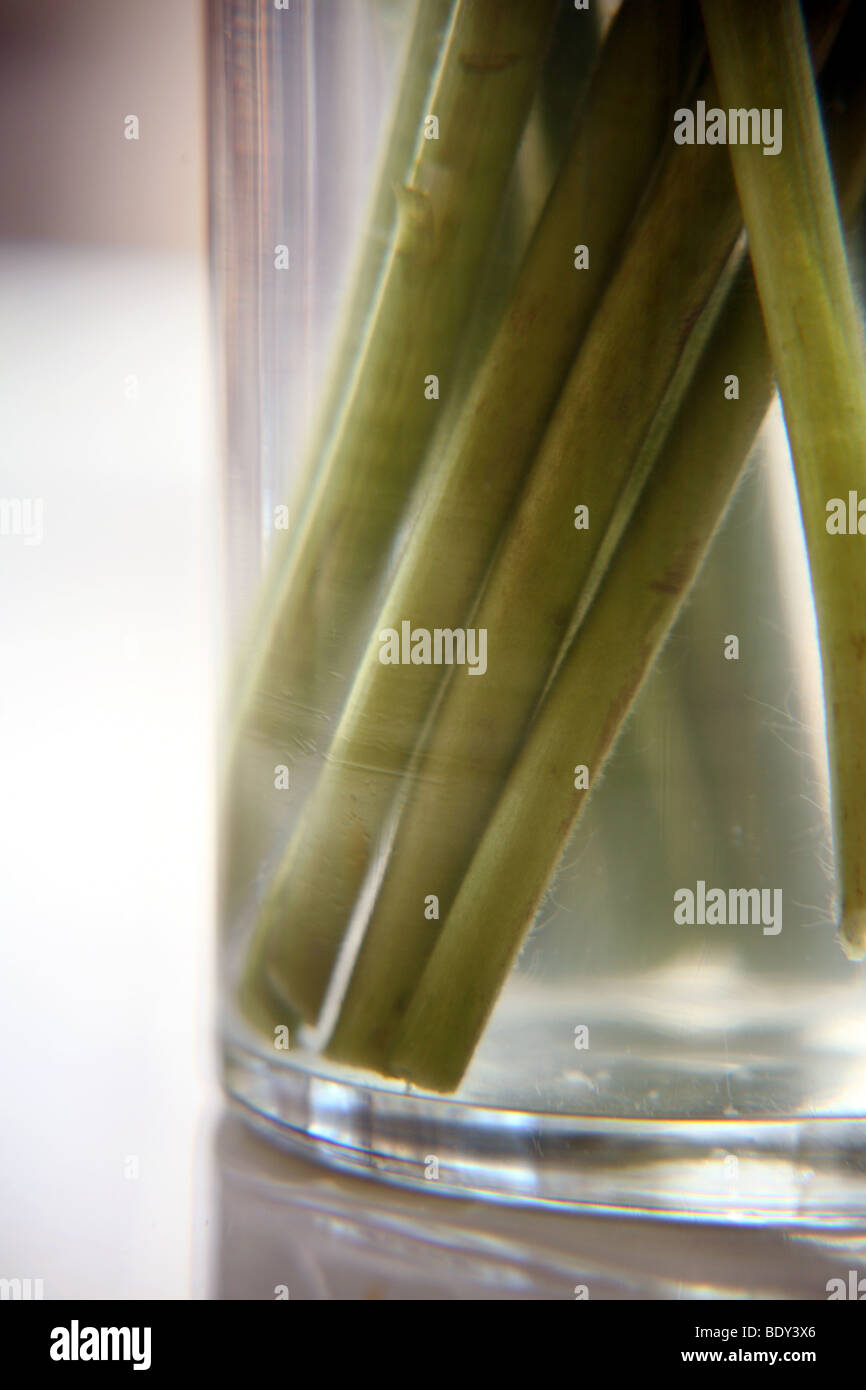 Flower stems in vase Stock Photo Alamy
