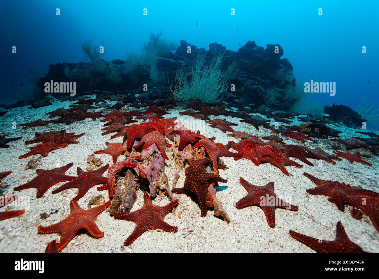 Gathering of Knobby Star Starfish (Pentaceraster cumingi) on sandy ground in front of a reef, Cousin Rock, UNESCO World Heritag Stock Photo