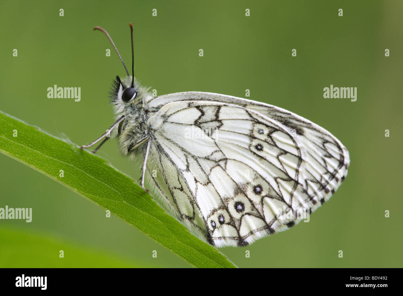 Marbled White Butterfly (Melanargia galathea), Germany, Europe Stock Photo