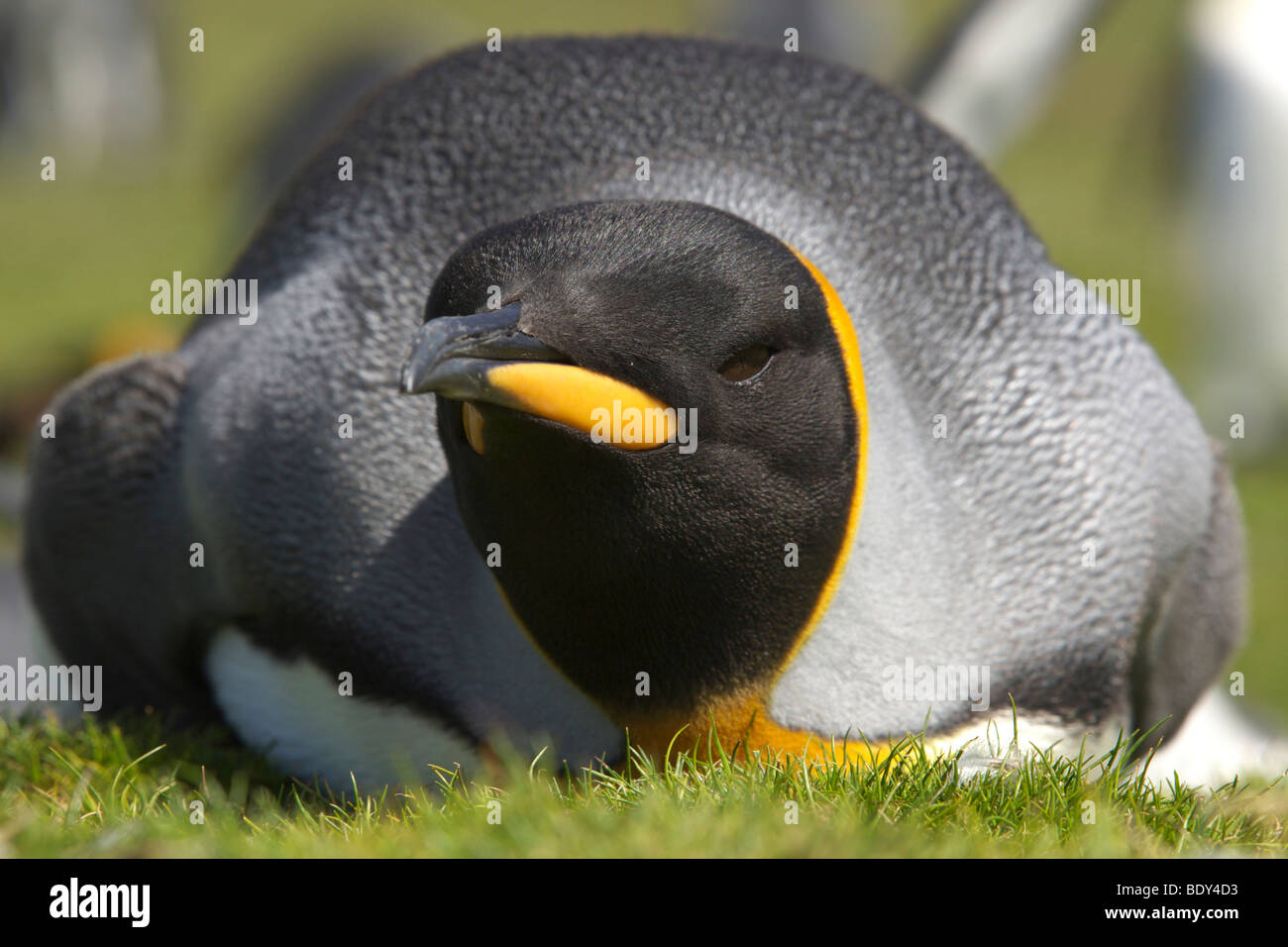 King Penguin (Aptenodytes patagonicus) at Volunteer Point, Falkland Islands, South America Stock Photo
