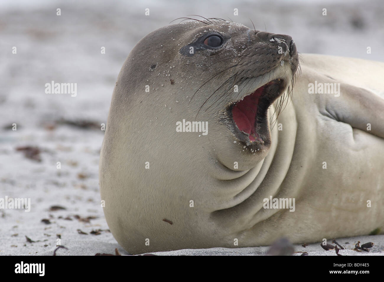 Southern Elephant Seal (Mirounga leonina), Falkland Islands Stock Photo