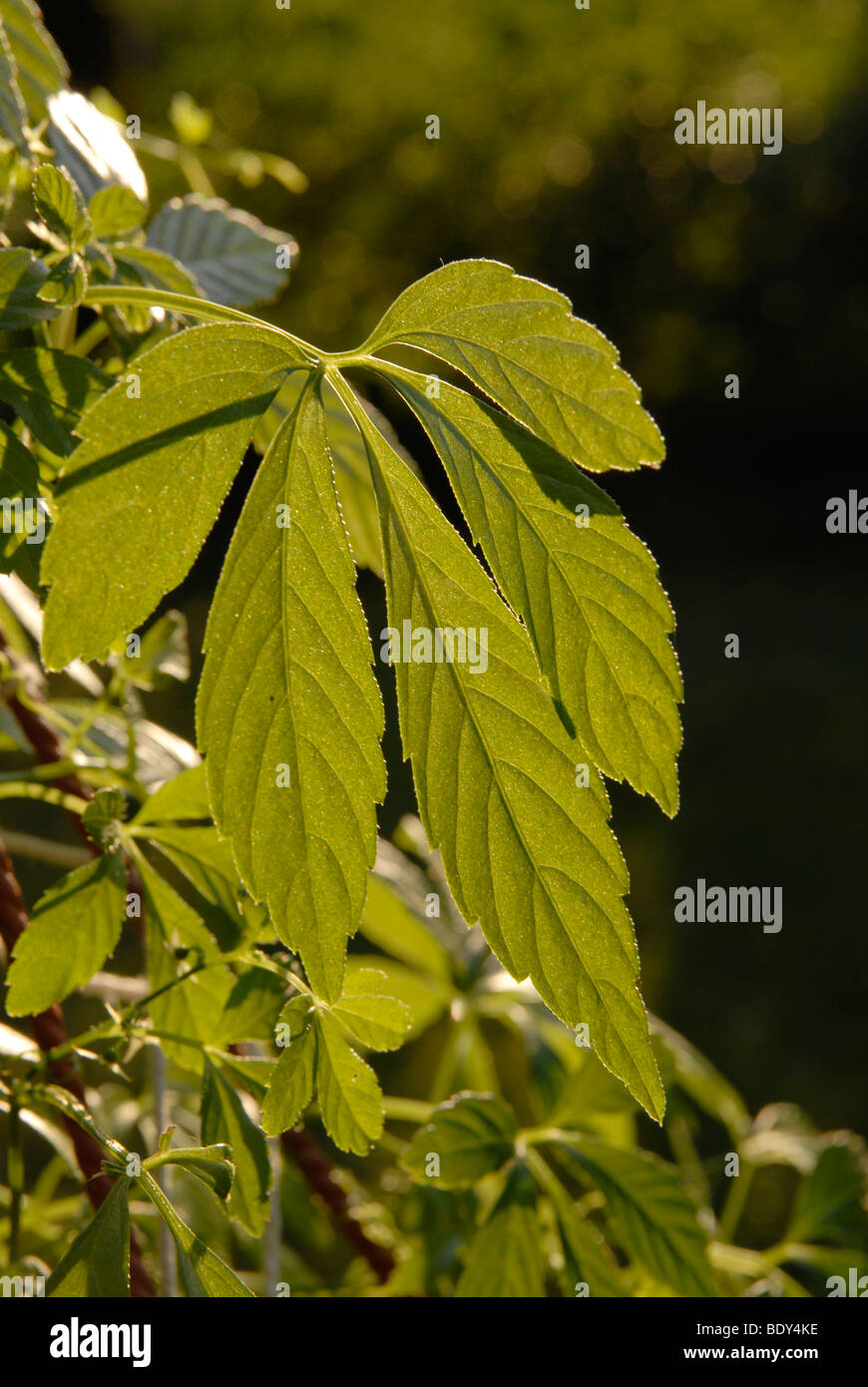 Jiaogulan tea plant (Gynostemma pentaphyllum, herb of immortality Stock ...