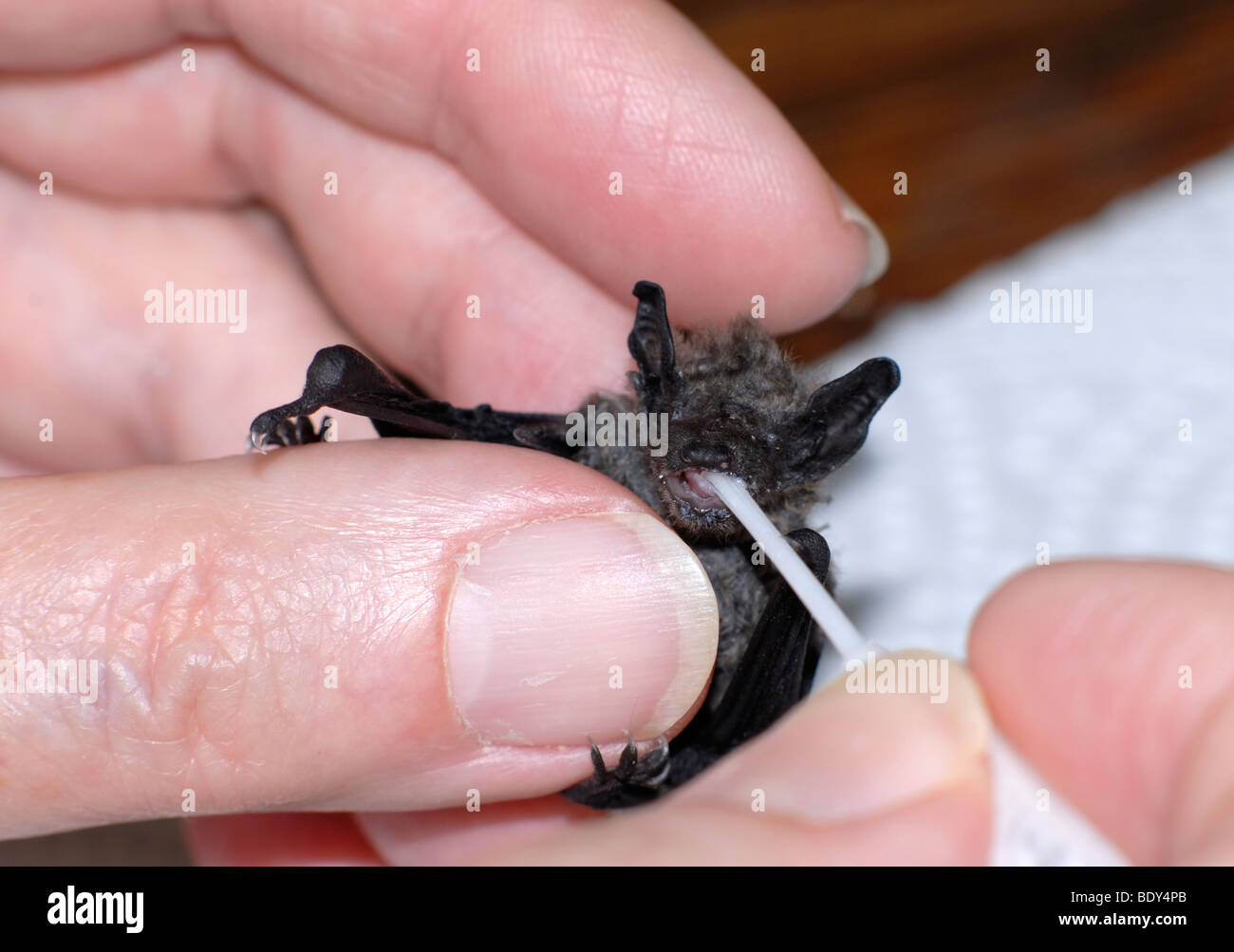 A bat (common pipistrelle), about three weeks old, on a hand being fed with a special milk and a pipette Stock Photo