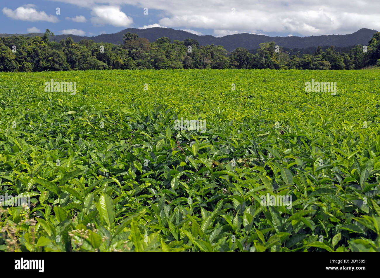 Tea plantation in the mountains of the Daintree National Park