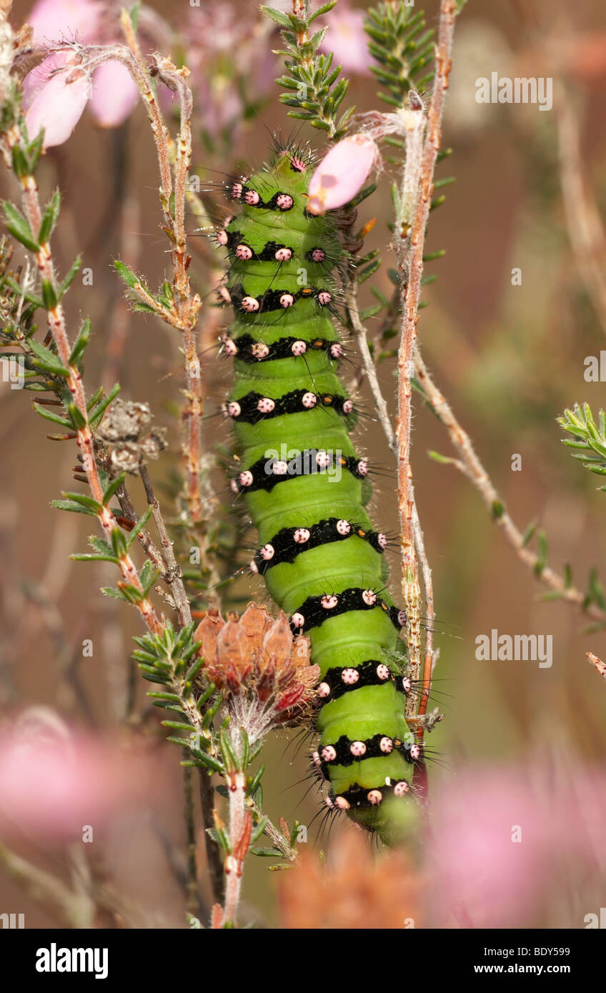 Caterpillar of a Small Emperor Moth (Saturnia pavonia Stock Photo - Alamy
