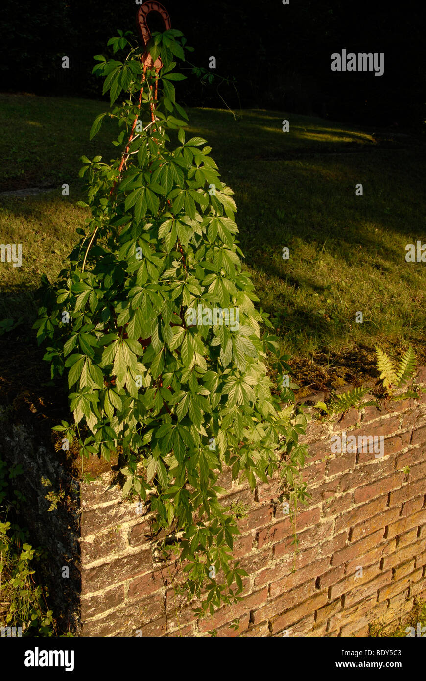 Jiaogulan tea plant (Gynostemma pentaphyllum, herb of immortality Stock ...