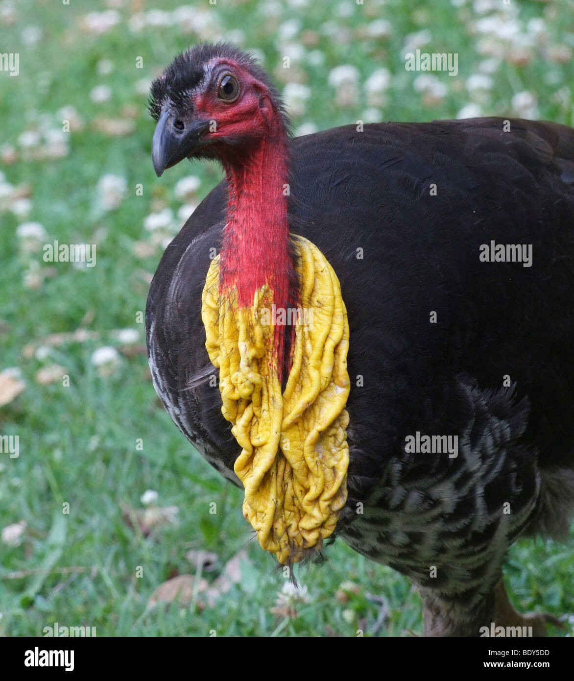 male Australian Brush-turkey, Alectura lathami, during breeding season with prominent yellow throat wattle Stock Photo