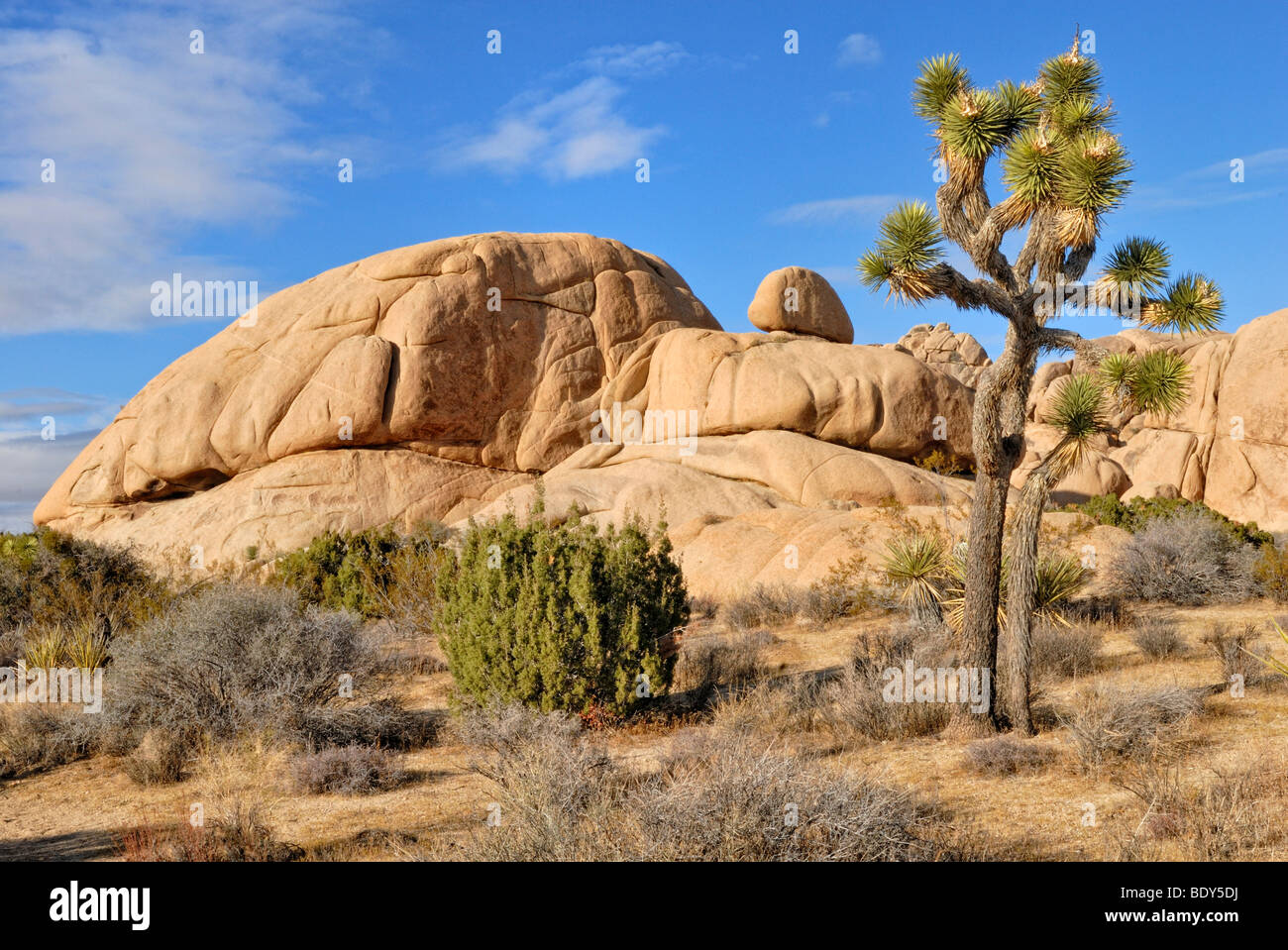 Joshua Tree (Yucca brevifolia) in front of monzogranite formations, Joshua Tree National Park, Palm Desert, Southern California Stock Photo