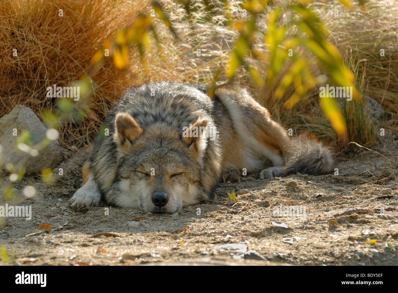 Mexican wolf (Canis lupus baileyi), sleeping, Park Living Desert, Palm Desert, California, USA Stock Photo