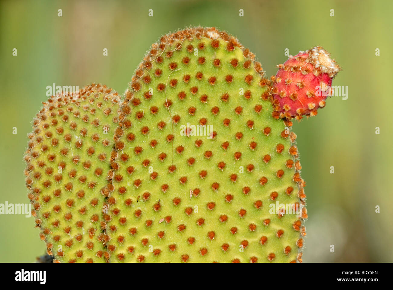Red Bunny Ears cactus (Opuntia microdasys), partial view of infructescence, Park Living Desert, Palm Desert, Southern Californi Stock Photo