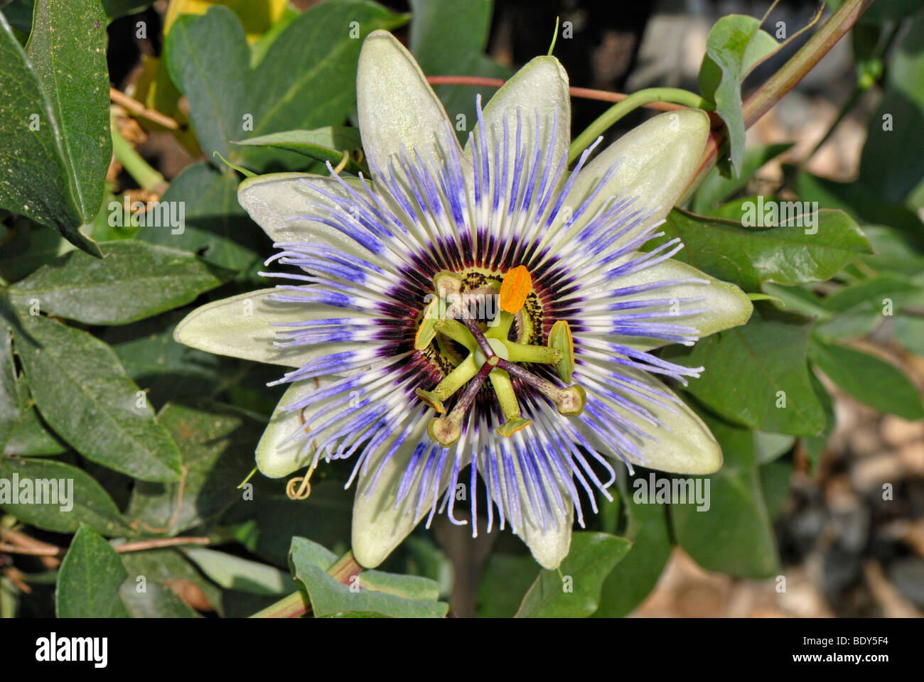 Passion Flower (Passiflora cerulea), fully bloomed Stock Photo