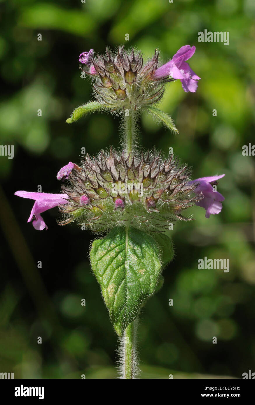 Wild Basil Clinopodium Vulgare High Resolution Stock Photography and ...