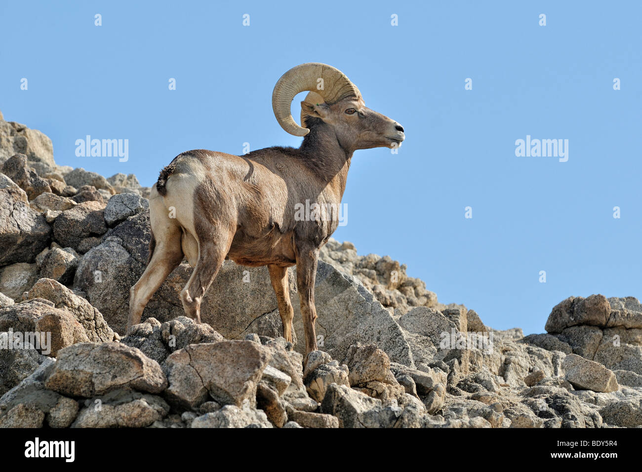 Male Bighorn sheep (Ovis canadensis), Borrego Palm Canyon, Anza Borrega Desert State Park, Borrego Springs, Southern California Stock Photo