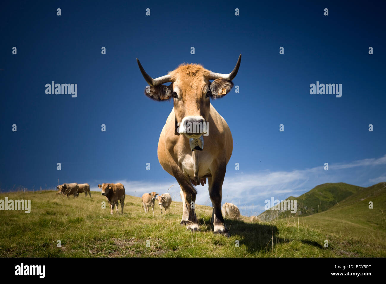 Aubrac cow during Summering on the Mounts Cantal (France). Vaches d'Aubrac à l'estive dans les Monts du Cantal (France). Stock Photo
