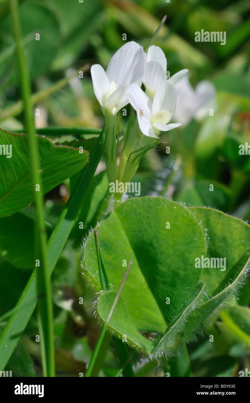 Burrowing Clover - Trifolium subterraneum Stock Photo