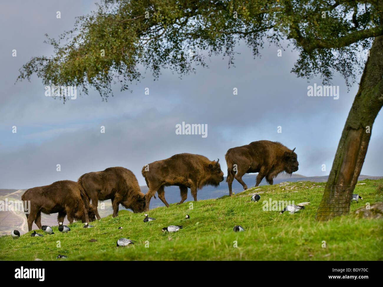European Bison (bison bonasus) Stock Photo