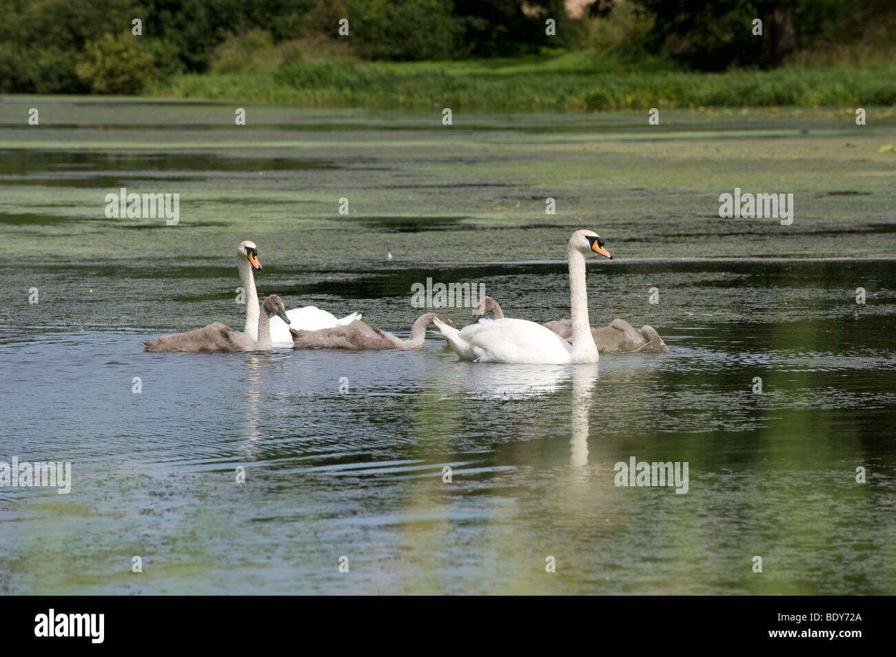 A pair of mute swans with their on a lake in England Stock