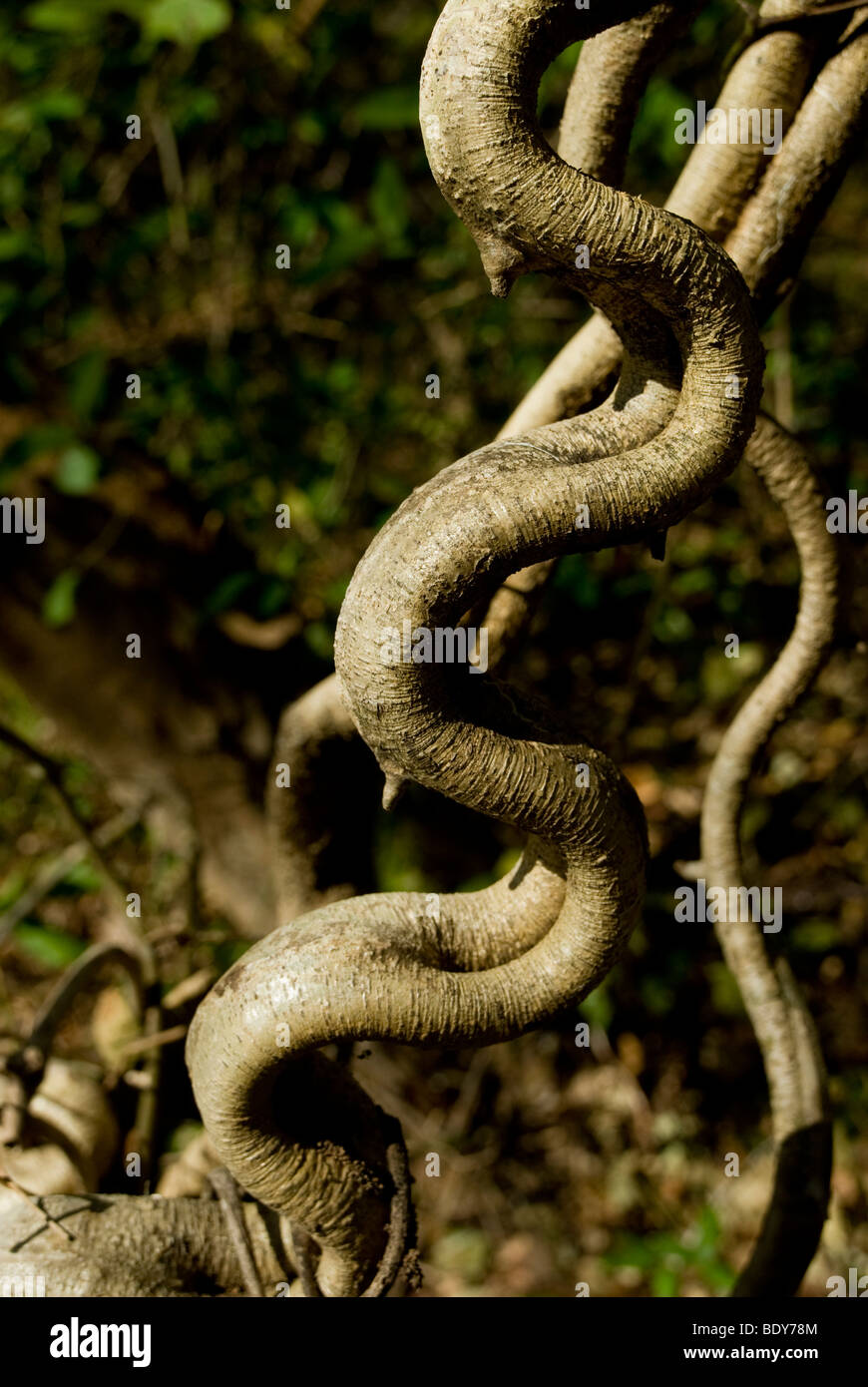 Monkey Ladder Vine (Bauhinia glabra), a liana. Stock Photo
