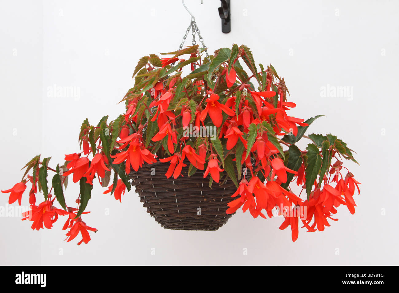 Begonia 'Romance' Hanging Basket Stock Photo