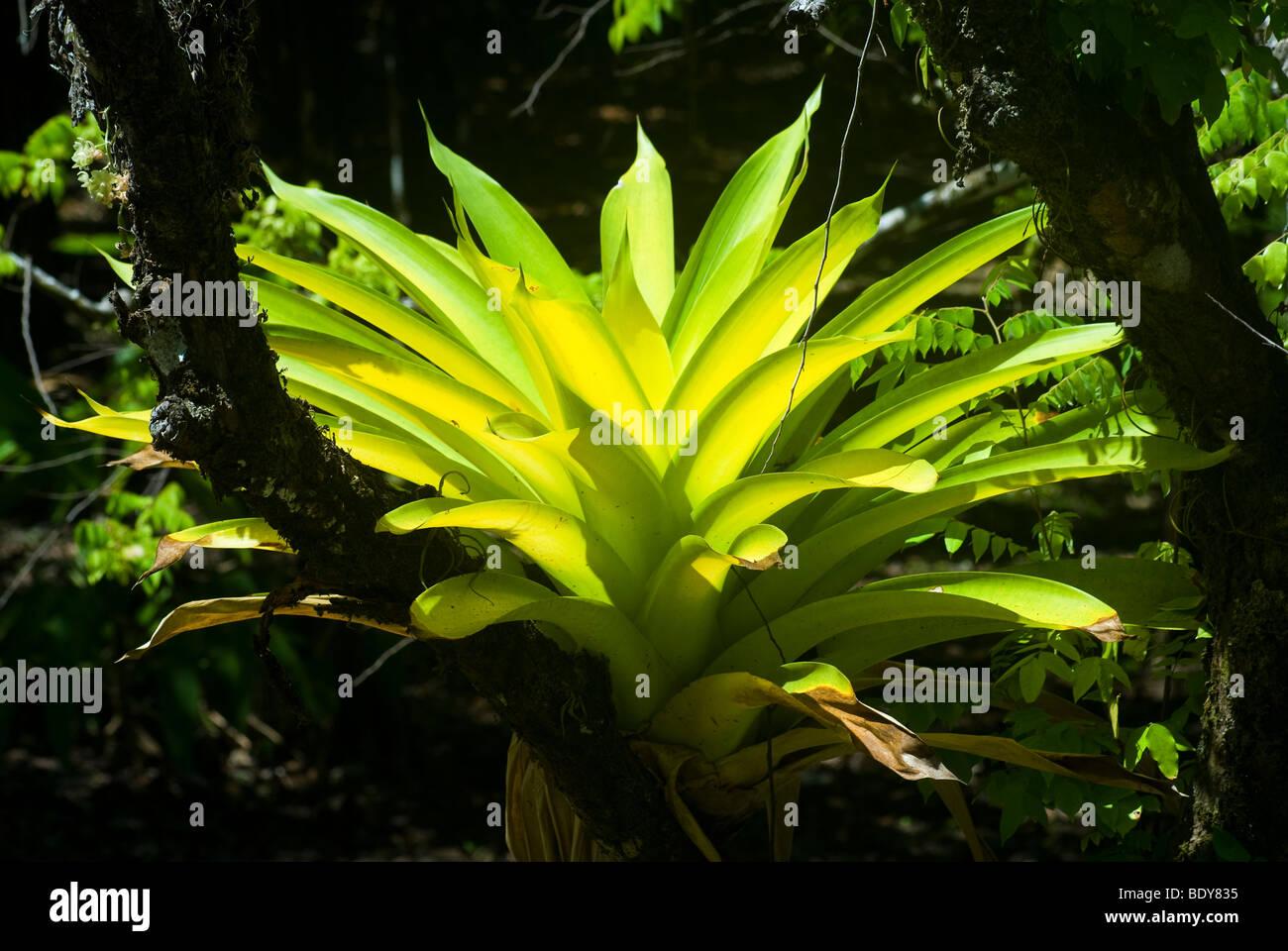 Bromeliad in backlight. Stock Photo