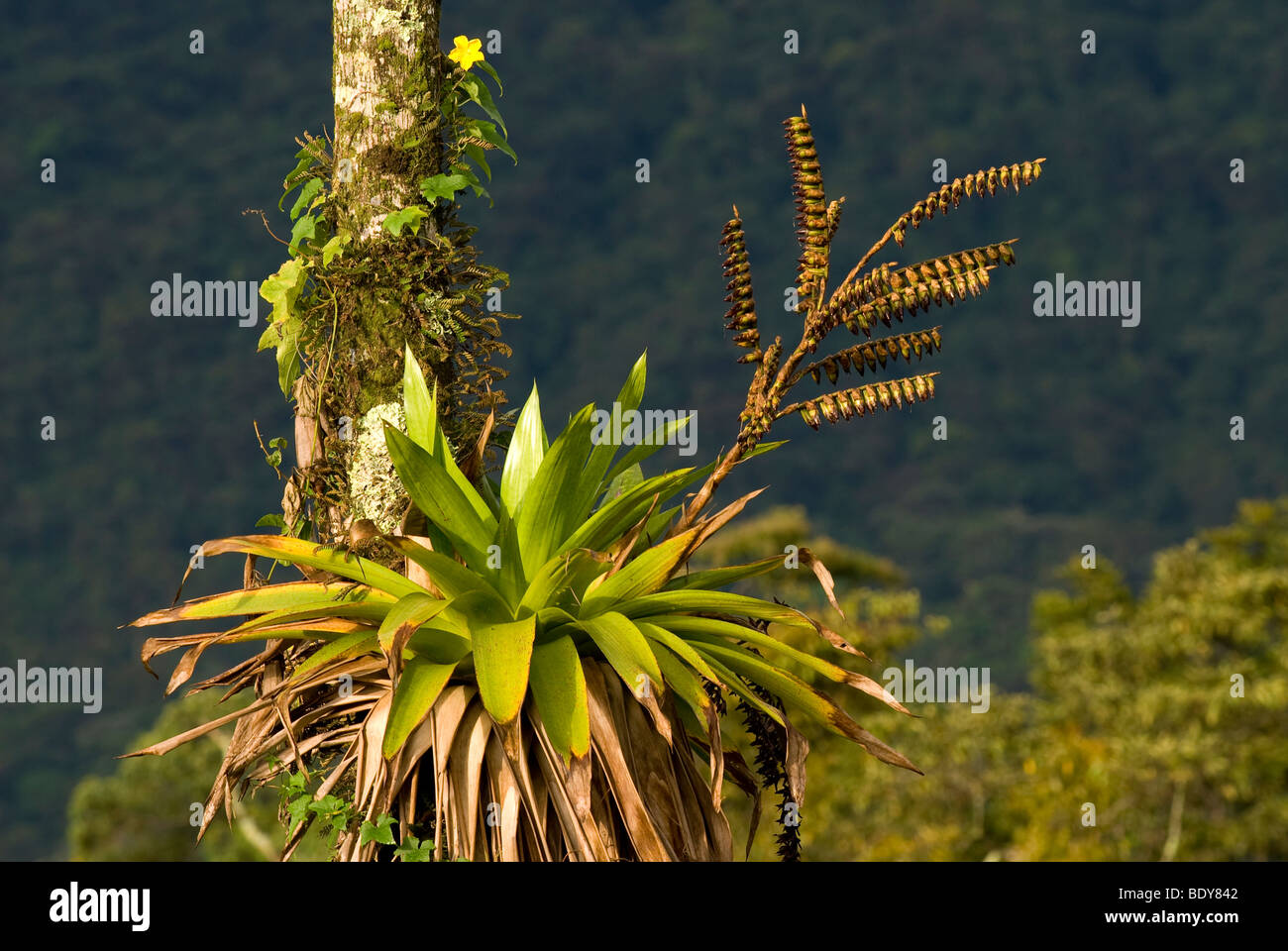 Fruiting bromeliad. Stock Photo