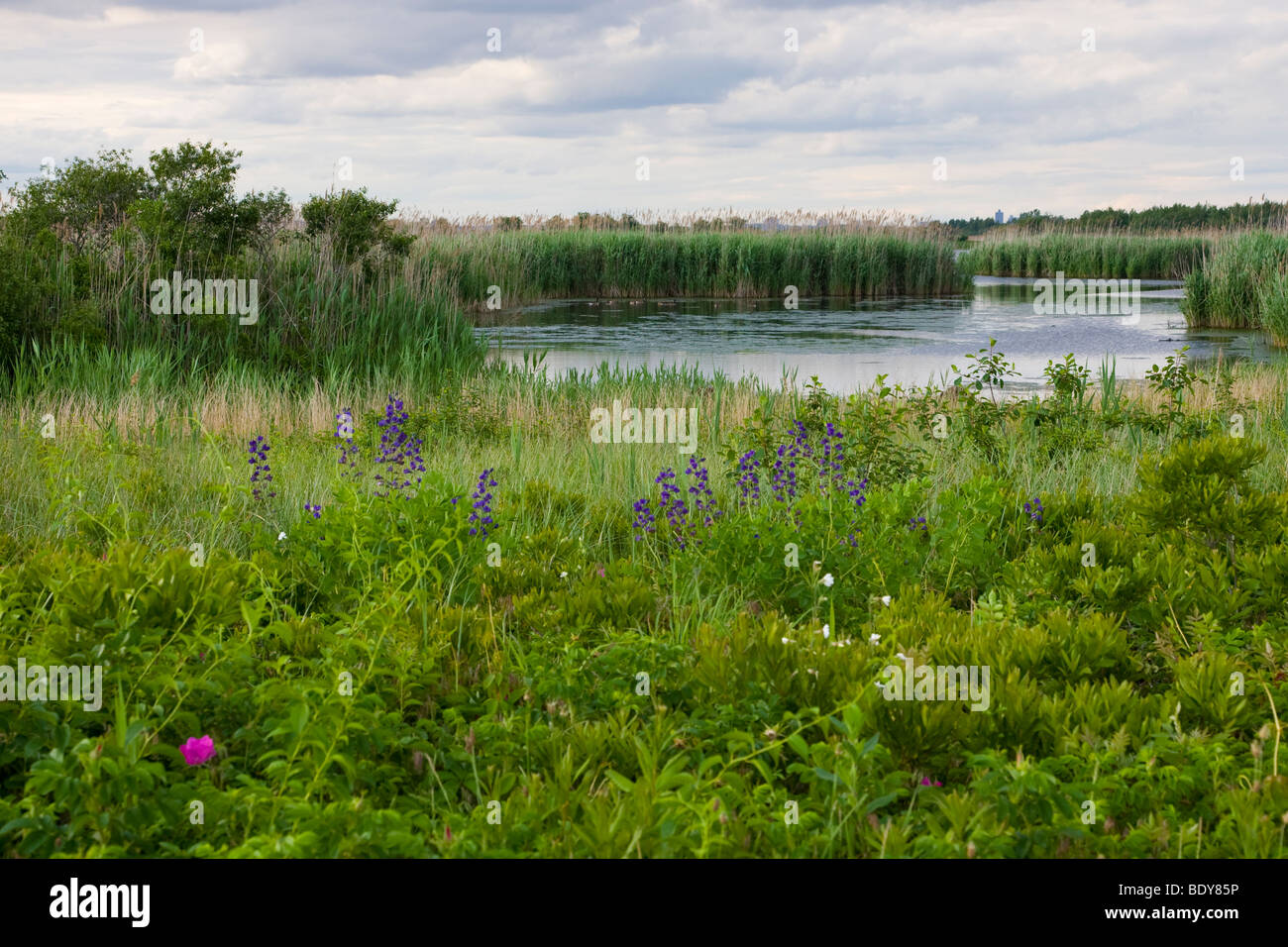 Wildflowers and the West Pond at the Jamaica Bay National Wildlife Refuge, Queens, New York Stock Photo