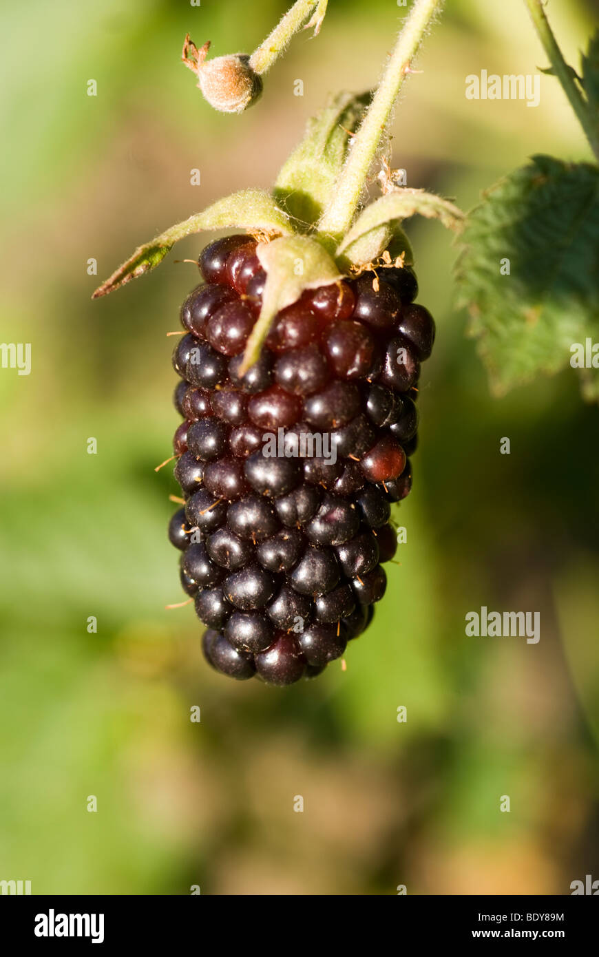 Single Blackberry, 'Black Butte' Stock Photo
