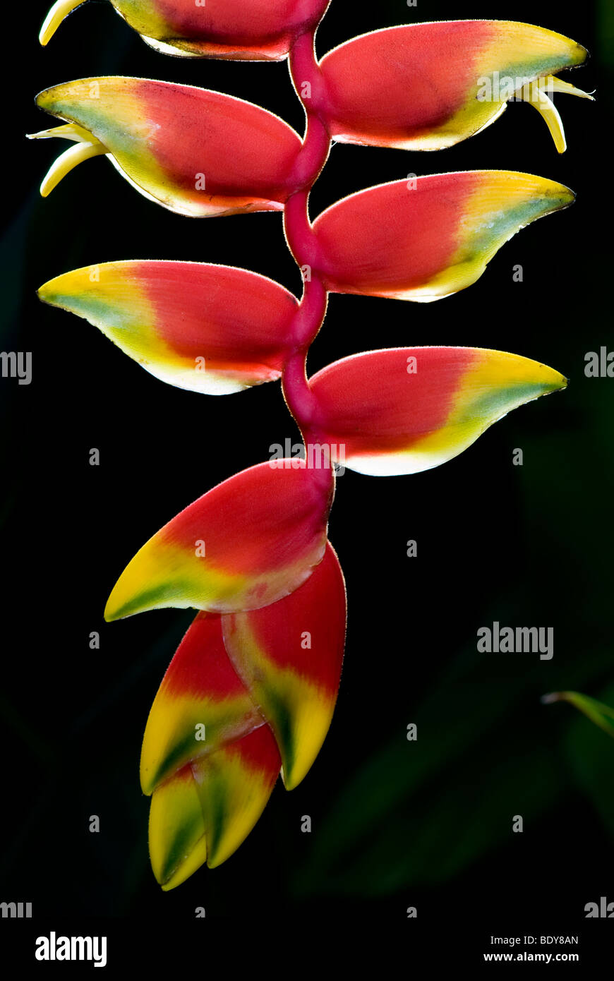 Hanging Lobster Claw (Heliconia rostrata), inflorescence Stock Photo Alamy