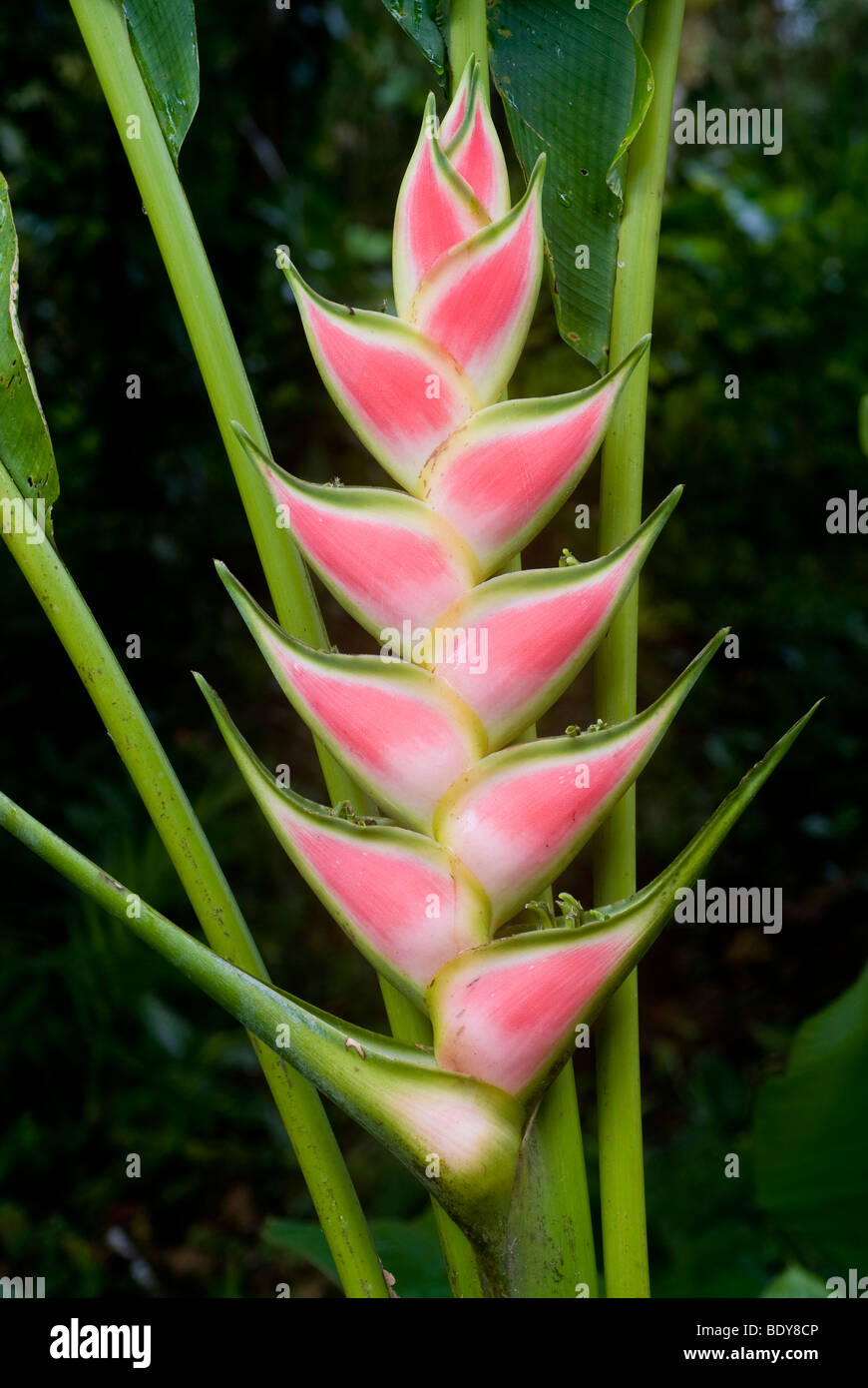 Easter Heliconia (Heliconia wagneriana), inflorescence. Stock Photo