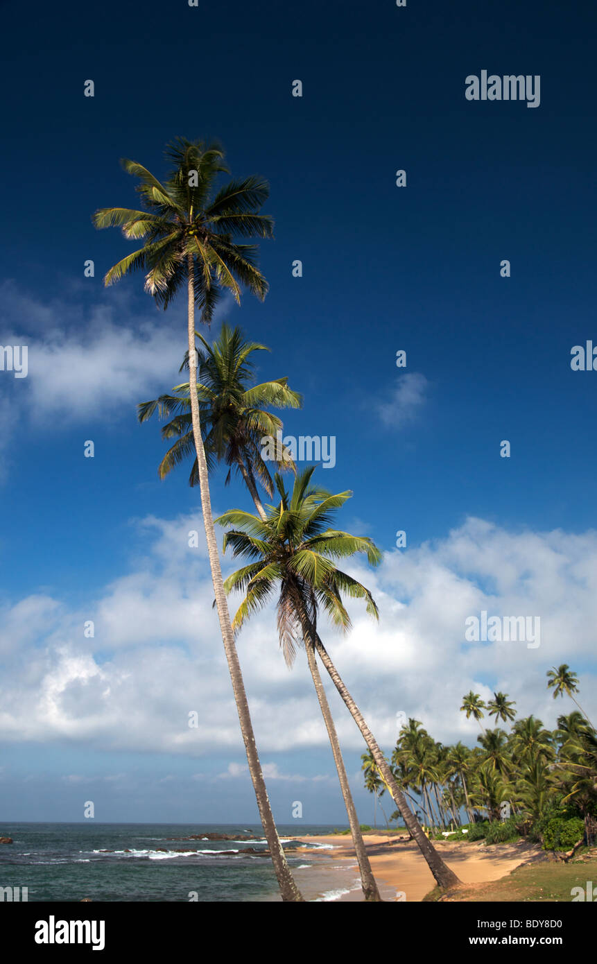 Palm trees in a sandy beach in Sri Lanka Stock Photo - Alamy