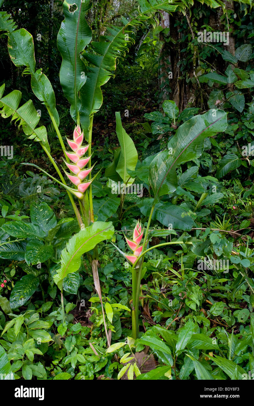 Easter Heliconia (Heliconia wagneriana), flowering plant. Stock Photo
