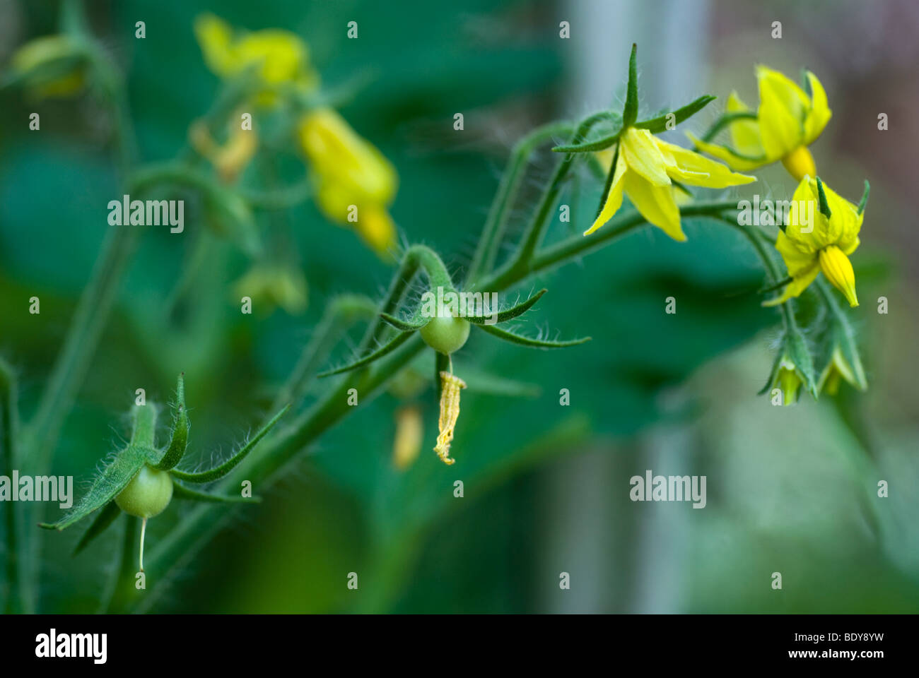 Yellow flowering tomato plant (Solanum lycopersicum, Lycopersicon esculentum) Stock Photo