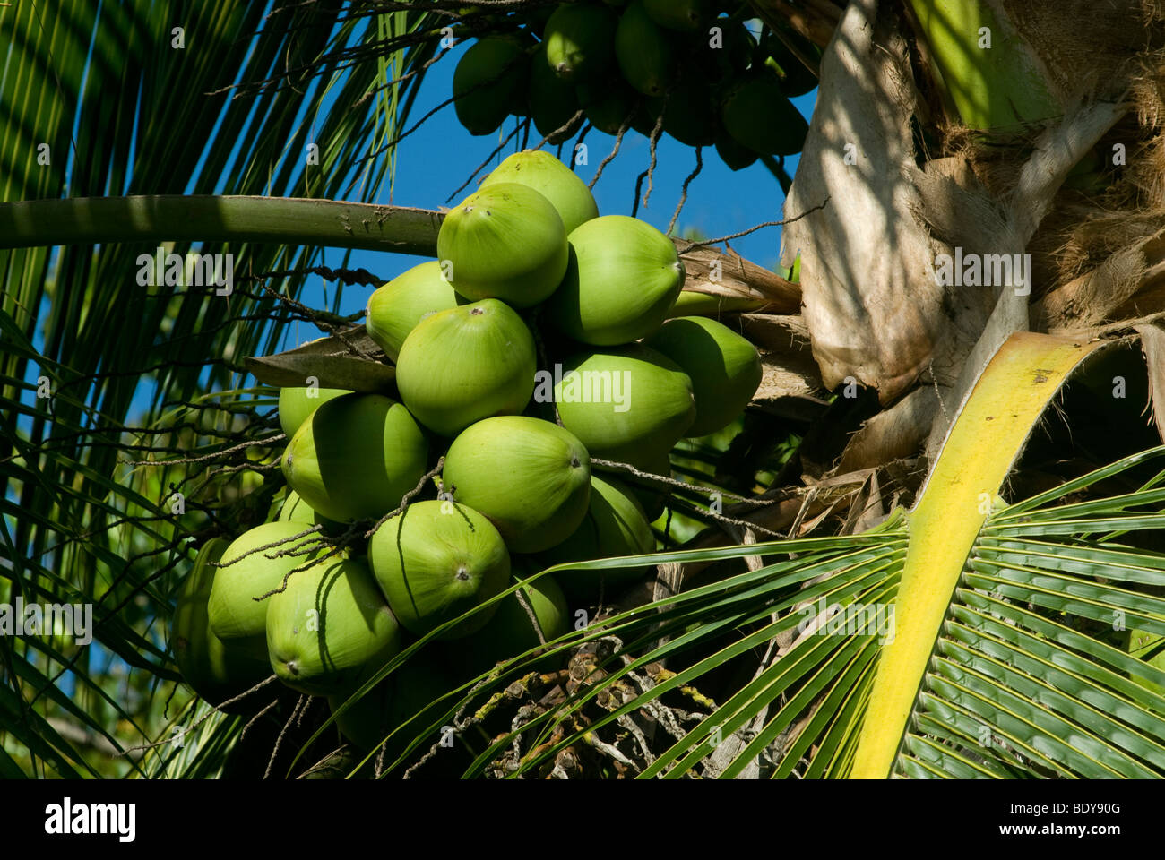 Coconut Palm (Cocos nucifera) with coconuts. Stock Photo