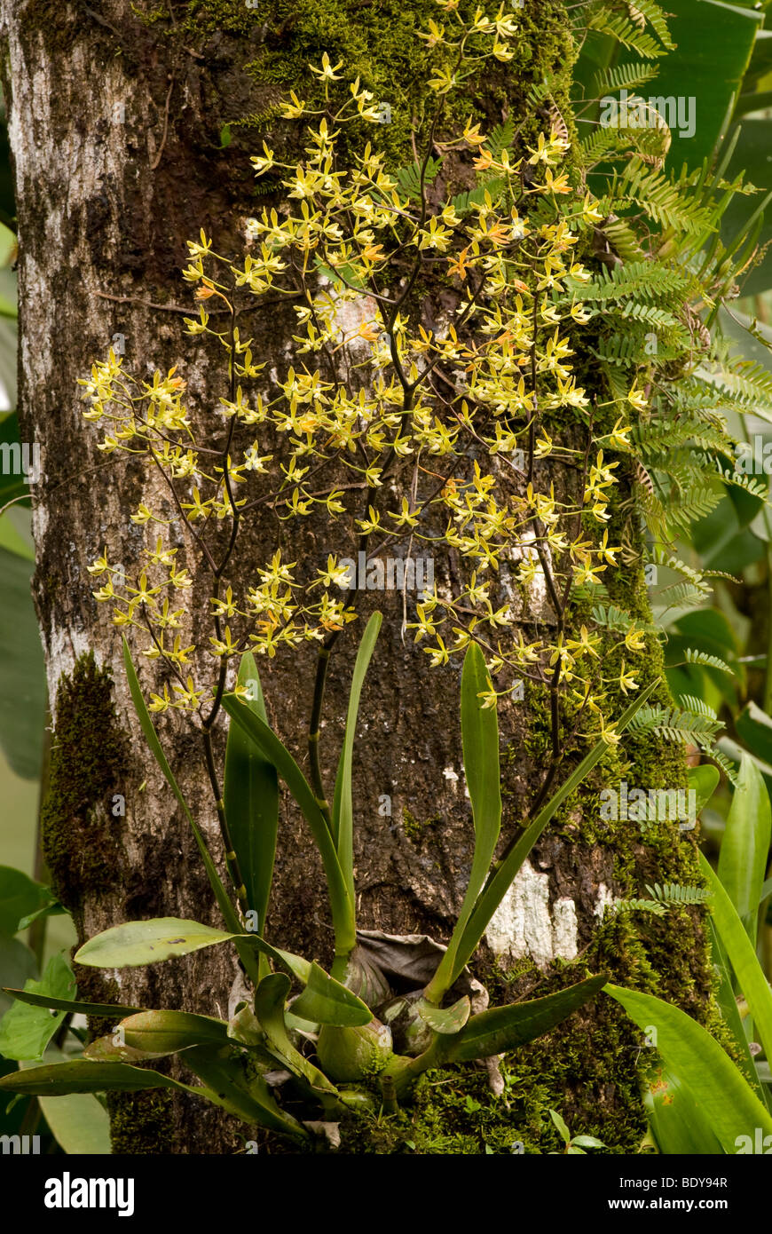 Epiphytic orchid on a tree trunk, La Fortuna, Costa Rica. Stock Photo