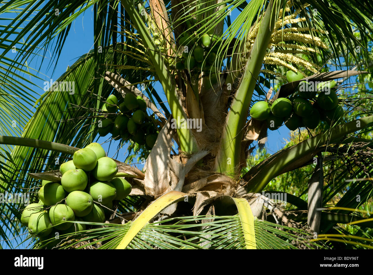 Coconut Palm (Cocos nucifera) with coconuts Stock Photo - Alamy