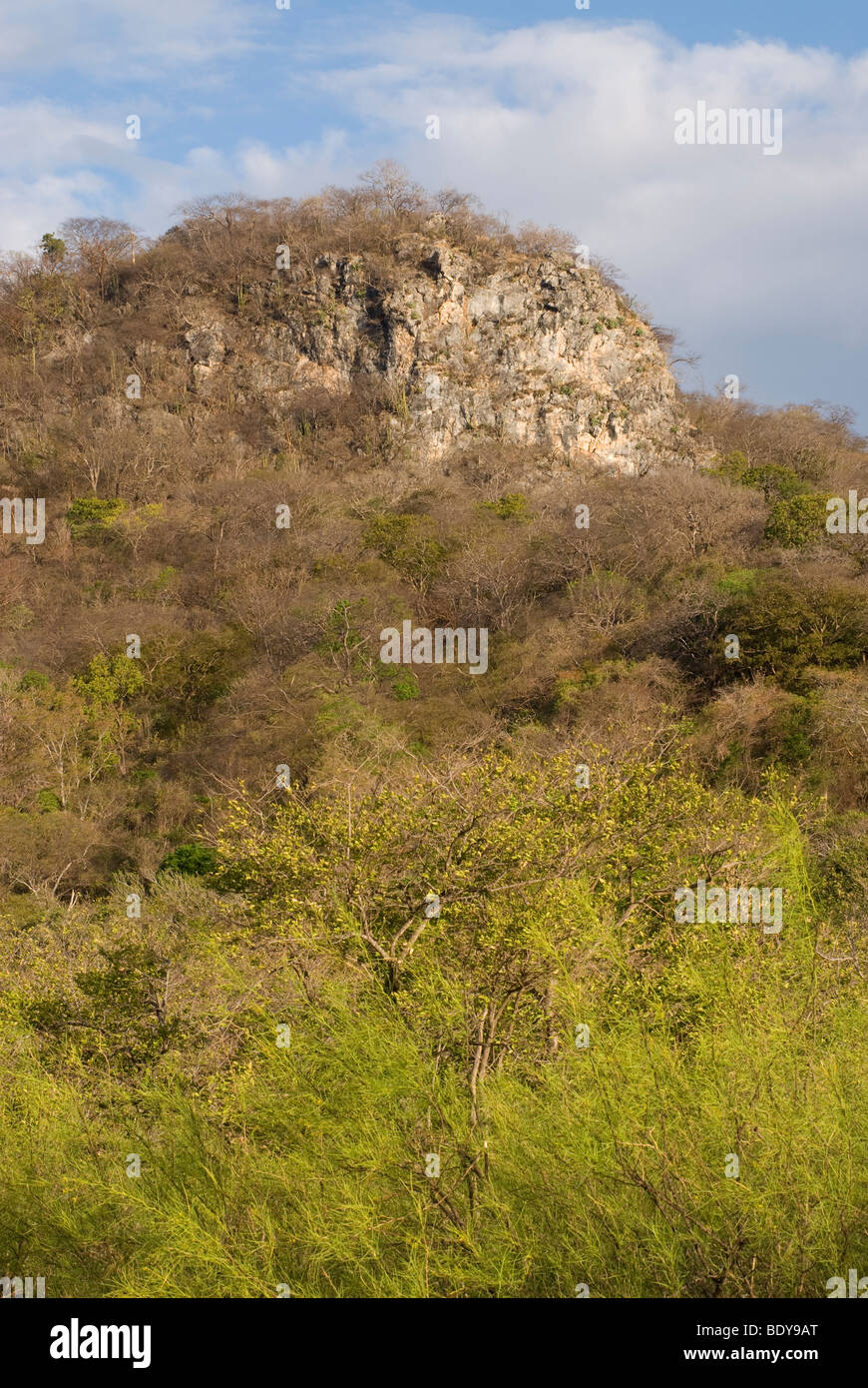 Limestone hill and Palo Verde shrub (Parkinsonia aculeata), Palo Verde National Park, Costa Rica. Stock Photo