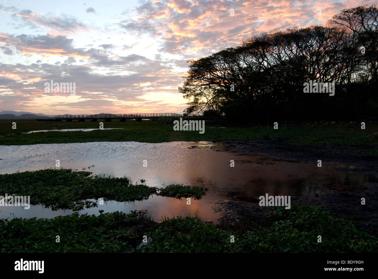 Swamp at Palo Verde National Park, Costa Rica at dusk. Stock Photo