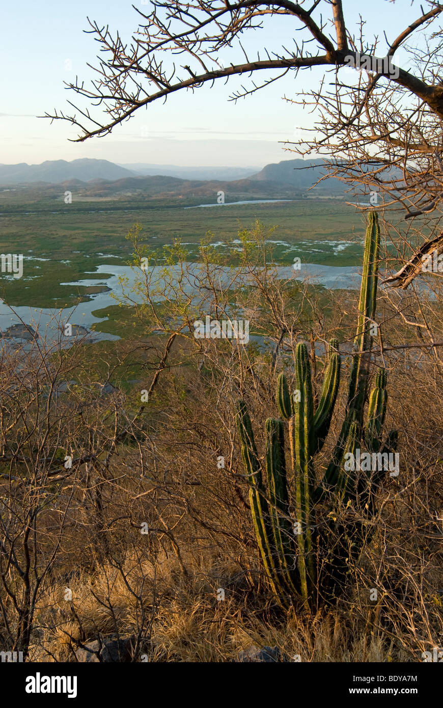 Swamp at Rio Tempisque in contrast to tropical dry forest on the limestone hills with Stenocereus aragonii, an endemic cactus Stock Photo