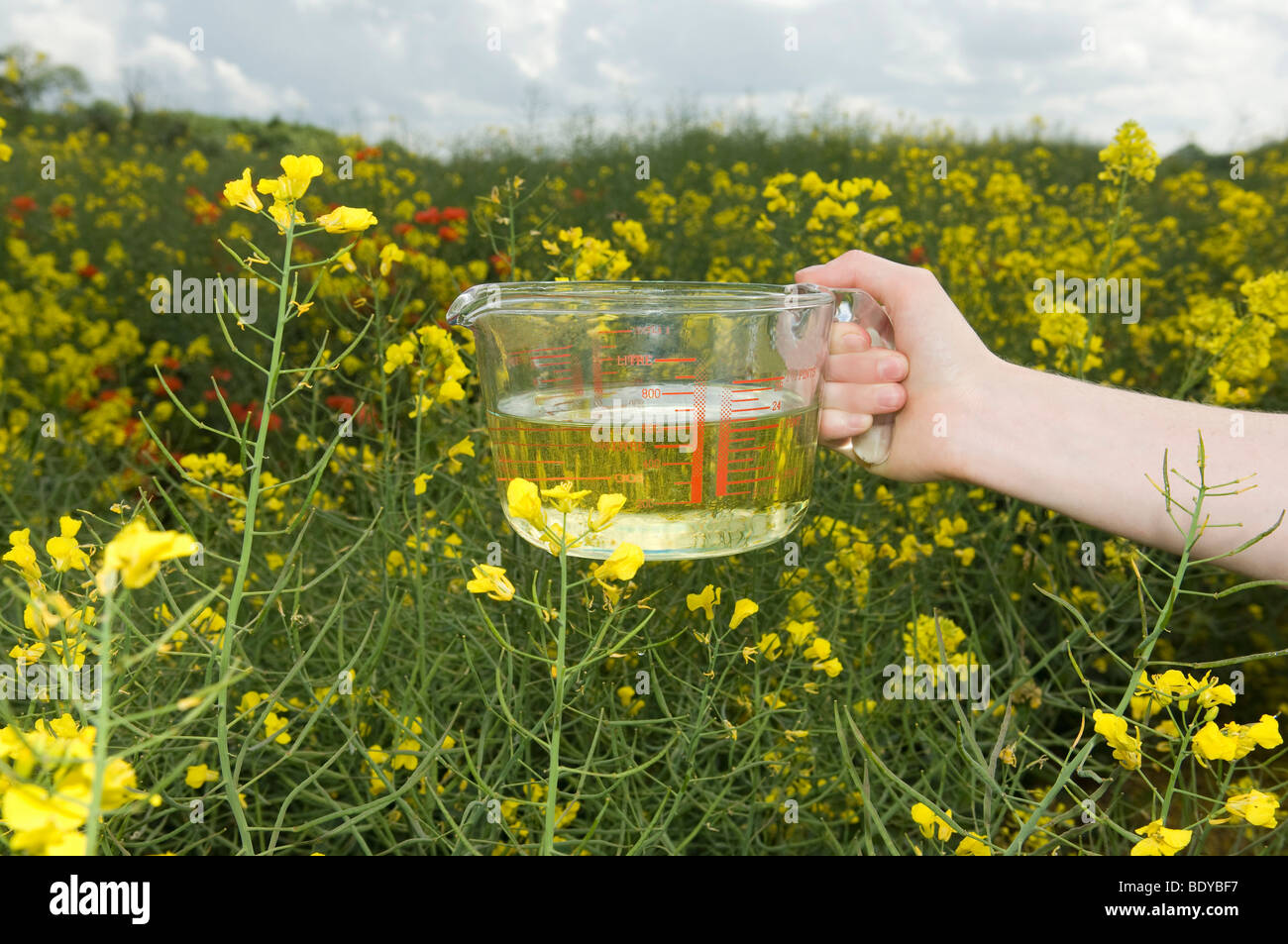 Jug of vegetable oil in field of oilseed Stock Photo