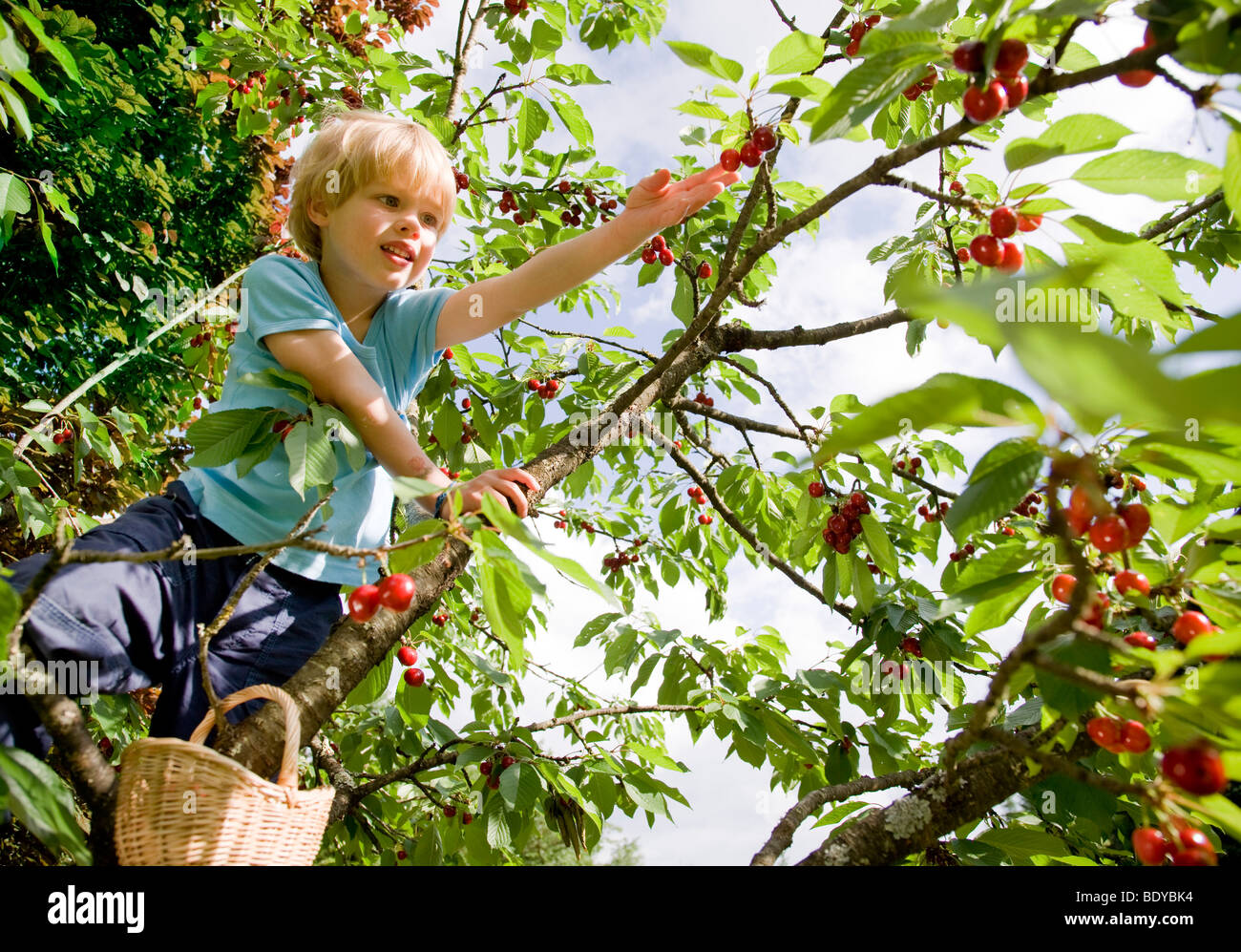 boy picking cherries on tree Stock Photo
