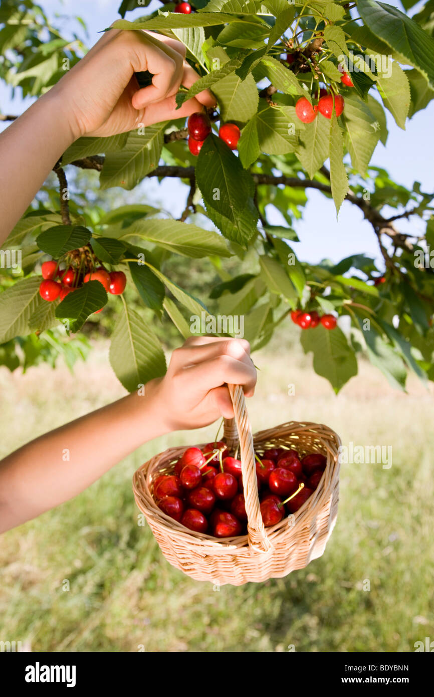 girl picking cherries from tree Stock Photo Alamy