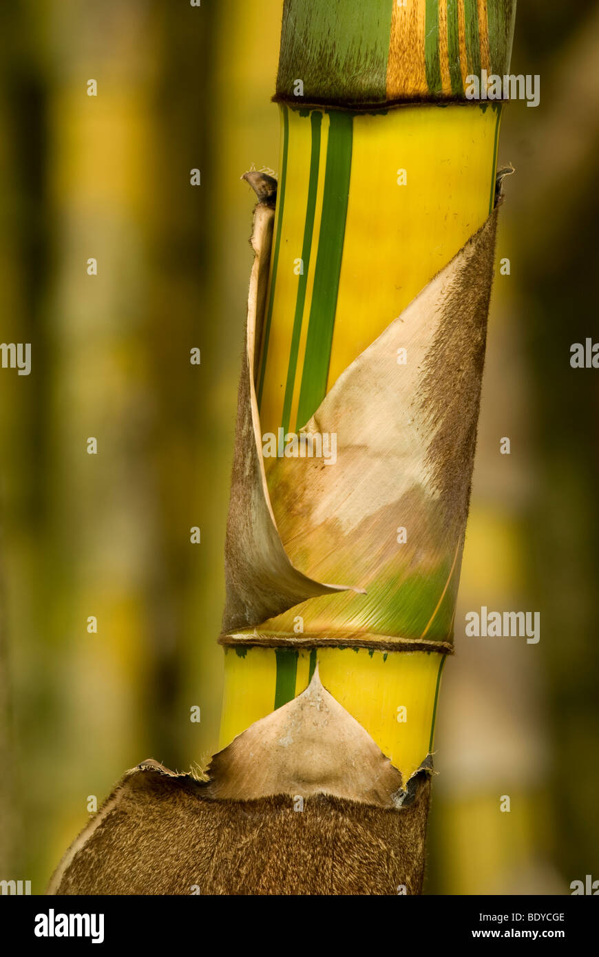 Giant Bamboo (Dendrocalamus giganteus), fresh stem. Stock Photo