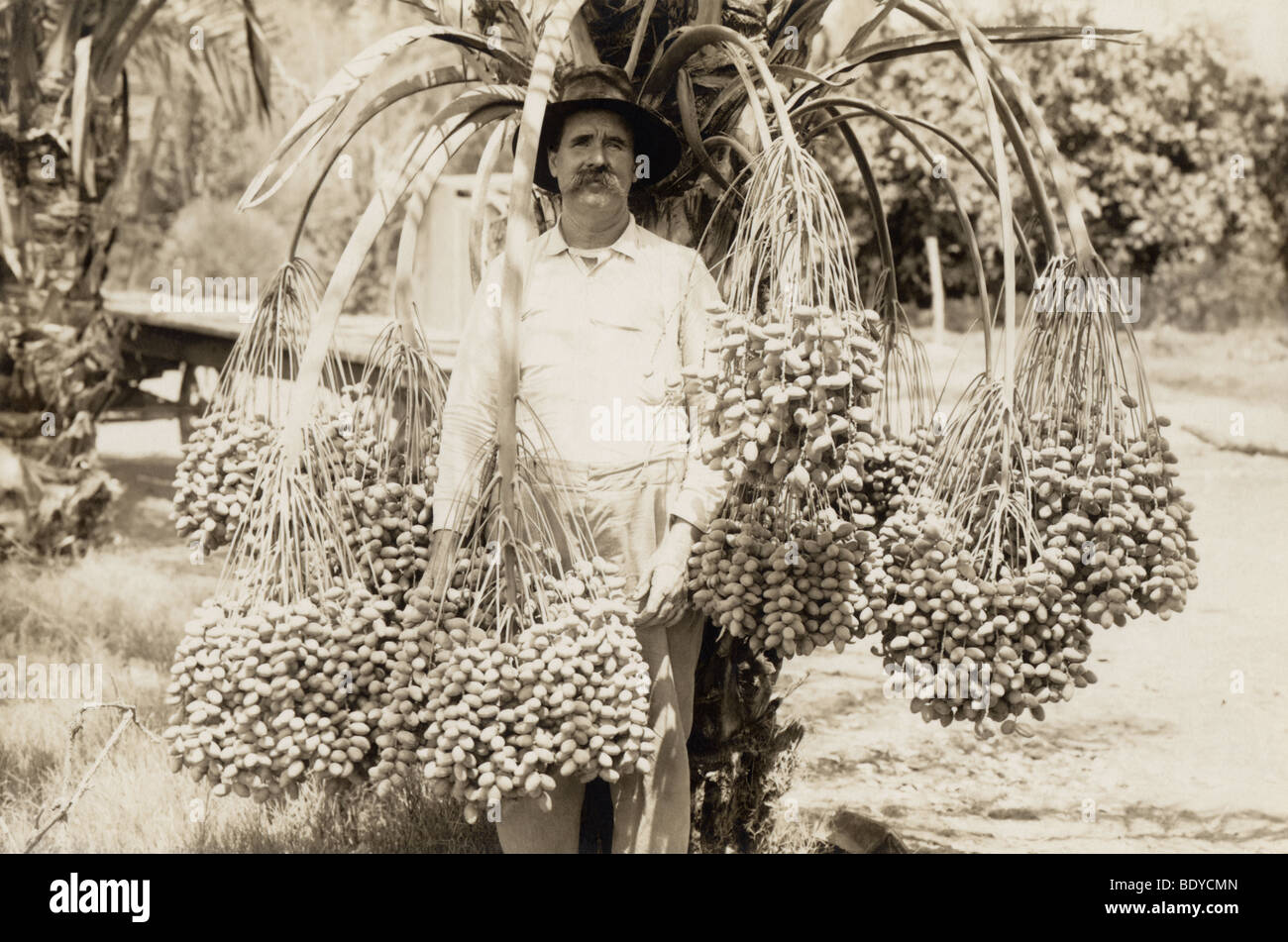 Man with Betel Nut Tree Stock Photo