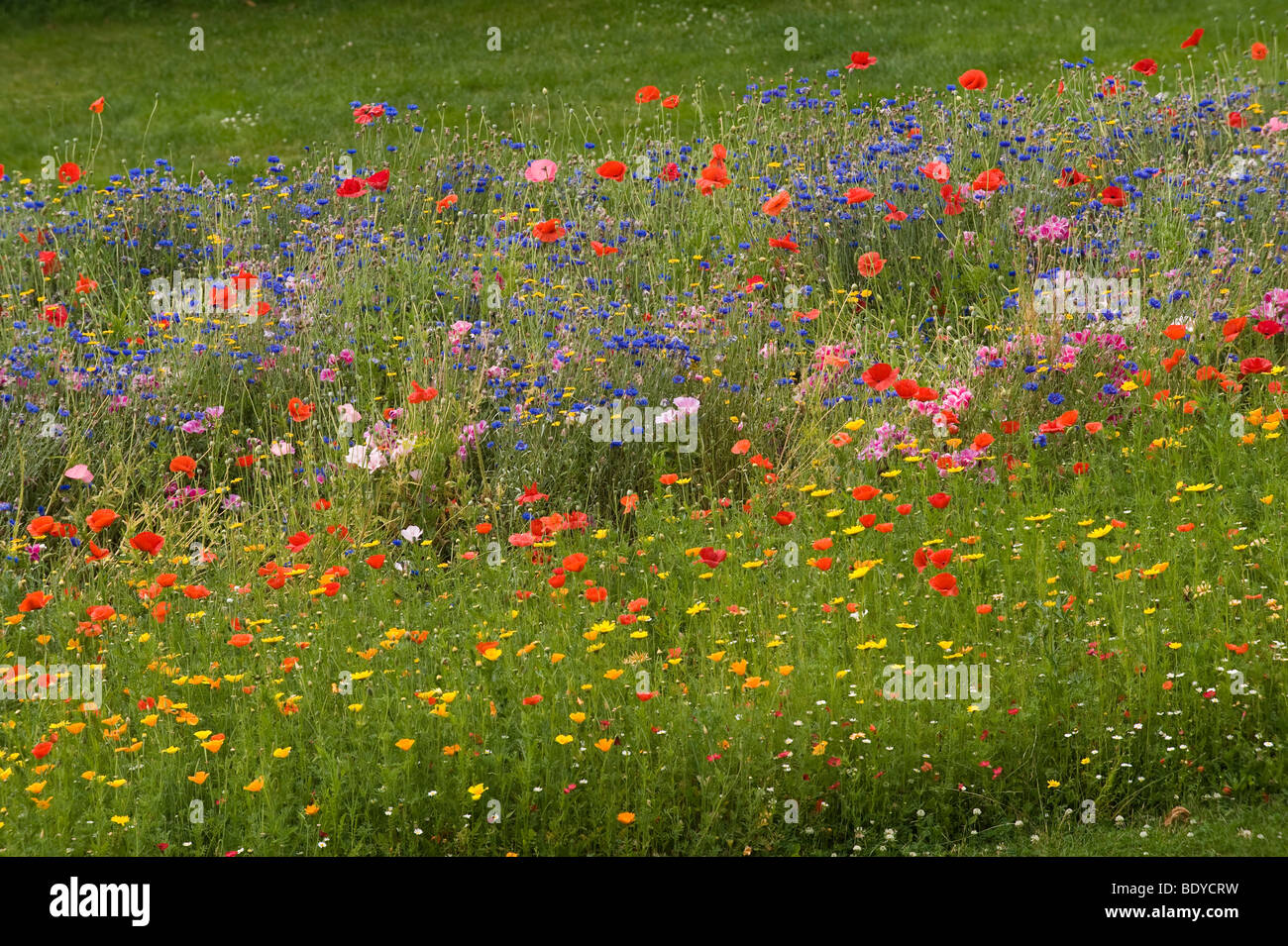 Flower meadow, Jardin des Plantes, Avranches, Basse-Normandie, Lower Normandy, France, Europe Stock Photo