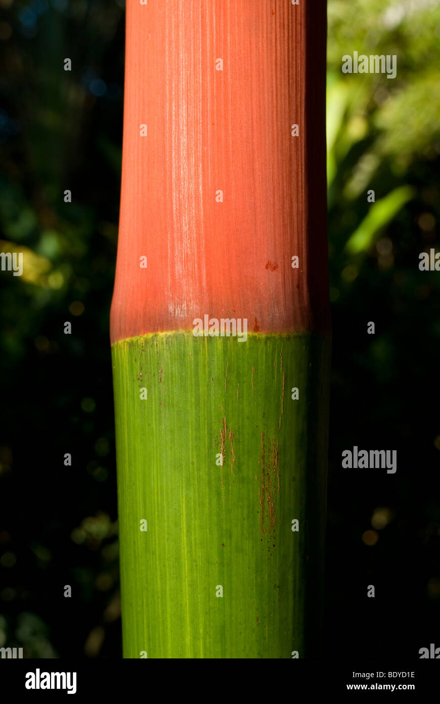 Red Sealing Wax Palm (Cyrtostachys renda), close-up of stem. Stock Photo