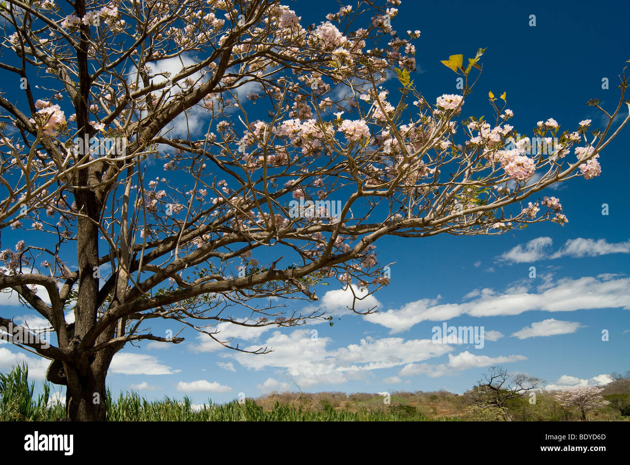 Roble de Sabana, Rosy Trumpet Tree (Tabebuia rosea), flowering. Stock Photo
