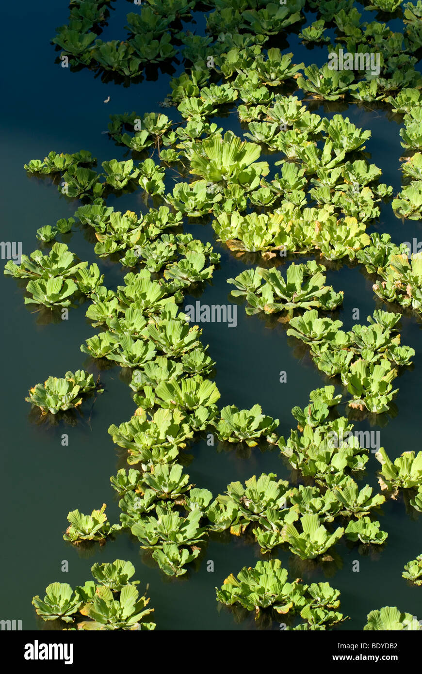 Water Cabbage, Water Lettuce (Pistia stratiotes) drifting on a river. Stock Photo