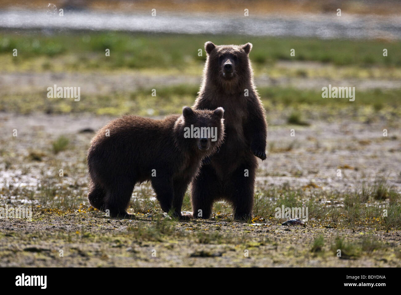 Twin grizzly bear cubs back lit in Geographic Bay in Katmai National Park Alaska US North America Stock Photo